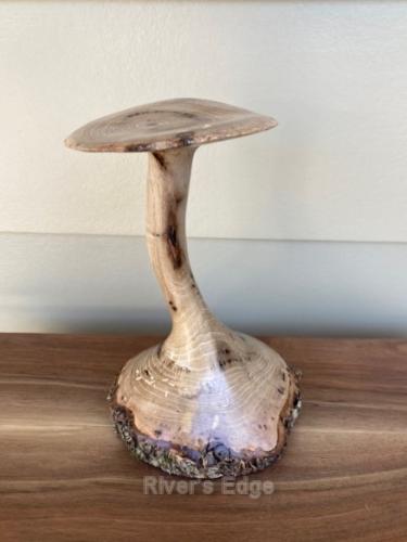 25037 Pecan Tiny Mushroom by Carl Turnage