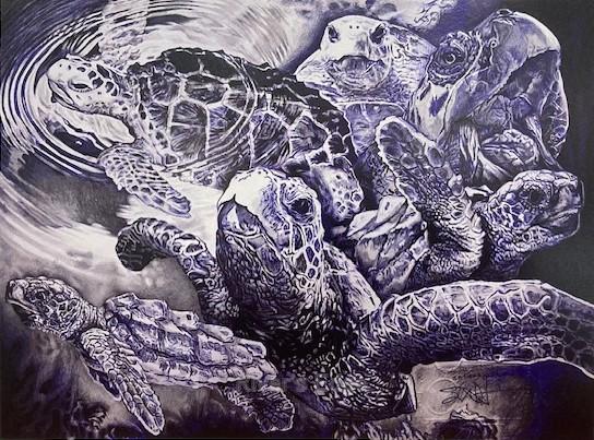 Loggerhead Sea Turtle Print $125 by Scot Forrider