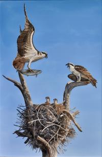 Cradled in the Tree of Life by William Owen