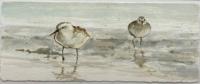 2022202 Sanderlings by Kelly Rysavy