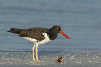 Oystercatcher w Acrylic Front by Jim Miller