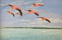 Flamingos Over Florida Bay by Marvin Cook