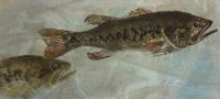 Gardenview Pond Bass by Cyndi Lanier