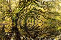 50 Autumn Oak Garden Reflections by Kathryn Stivers