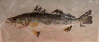 Spotted Trout $55 by Fred Fisher